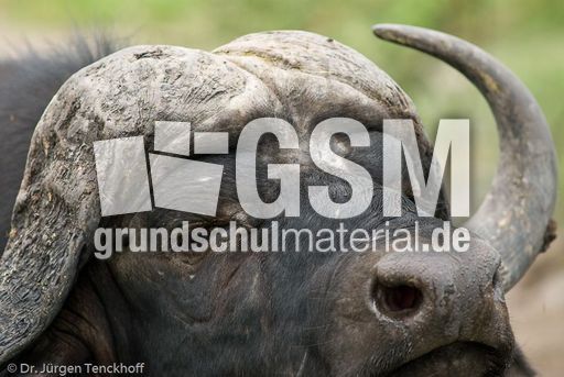 Afrikanischer Büffel (67 von 102).jpg